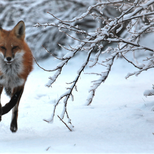 Fox's First Snowfall 