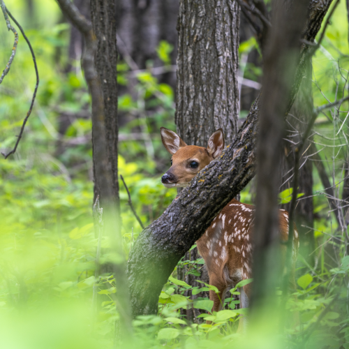 Fawn