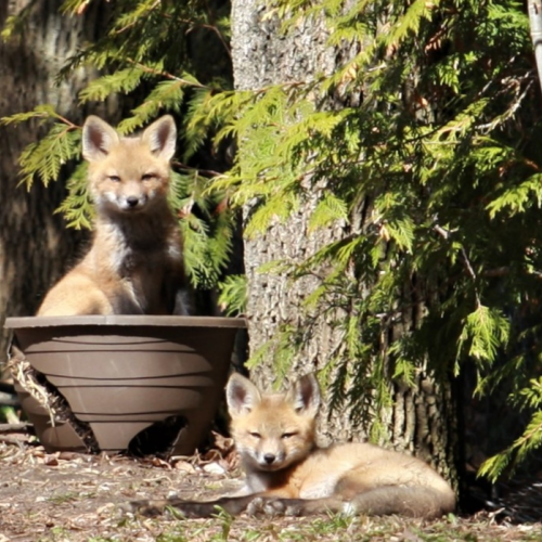 Blooming Fox