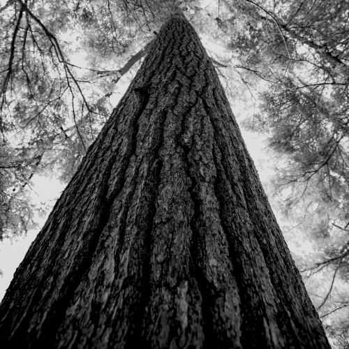240 Years Old: A Gorgeous 4ft Wide White Pine.
