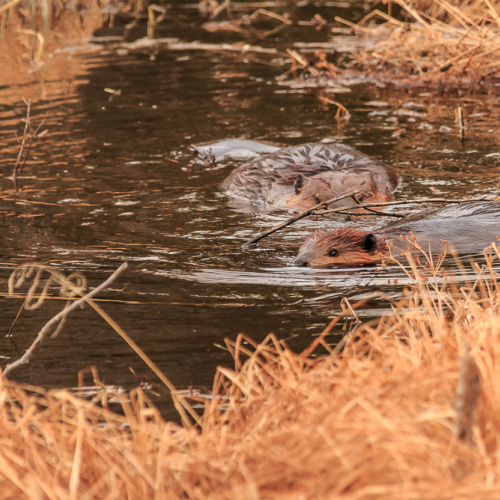 Swimming with Mom