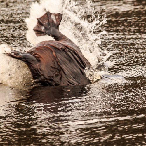 The Dive