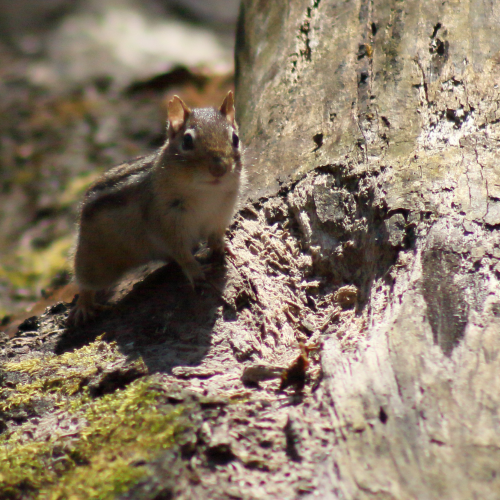 Chipmonk in the neighbourhood
