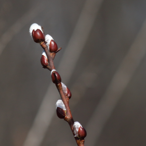 Willow tree blossoming