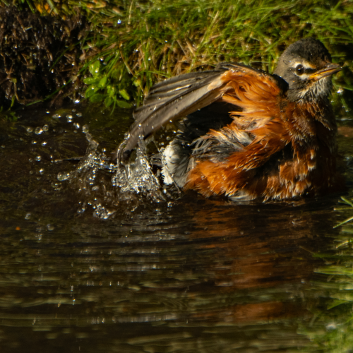 American Robin Bathing 10