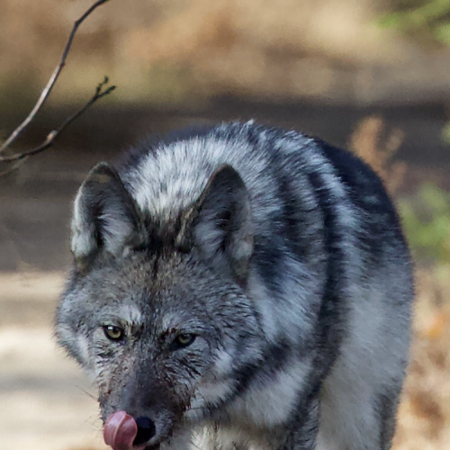 Eastern Algonquin Wolf