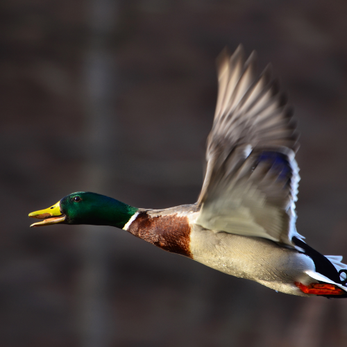 Take Off
