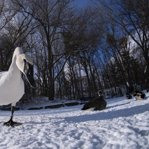 Swan