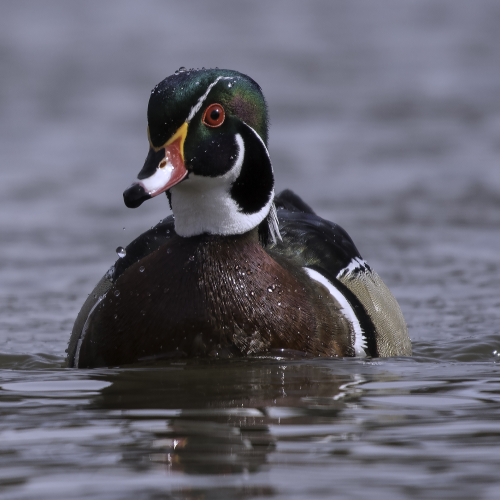 Wood Duck