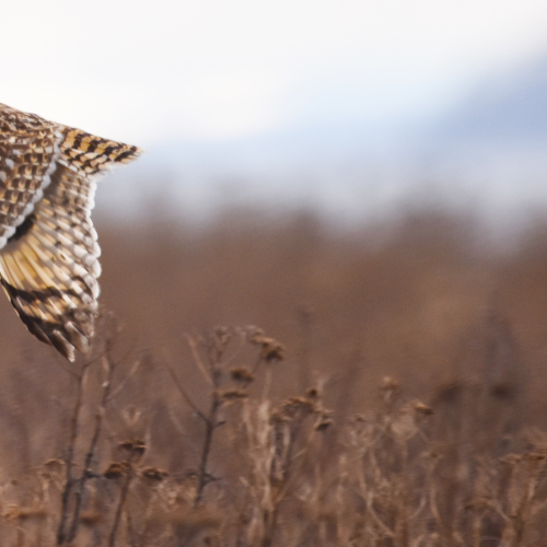 Short Eared Owl in Flight