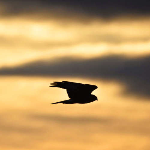 Silhouette of a Northern Harrier