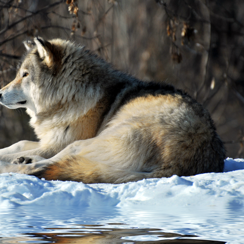 Gray Wolf