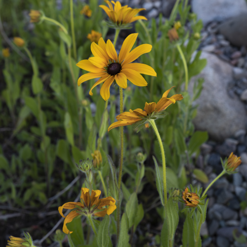 Golden Susan