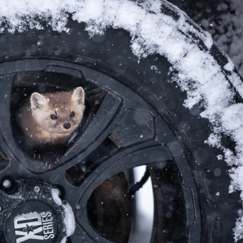 Winter Tire Inspector