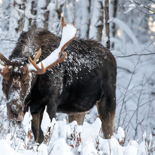 Munching Moose