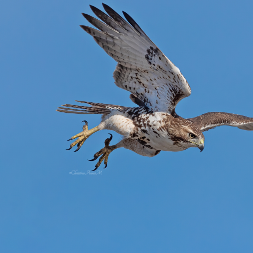 Red-tailed Hawk