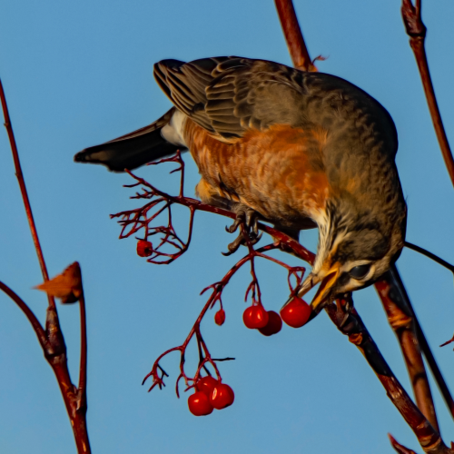 American Robin In Mountain Ash 2