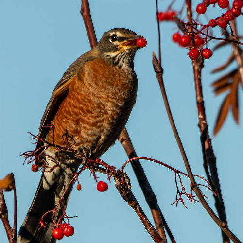 American Robin In Mountain Ash 3