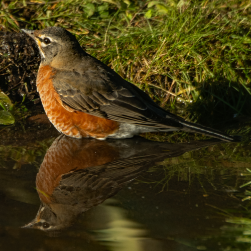 American Robin Reflection 1