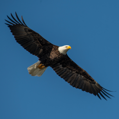 Bald Eagle 3