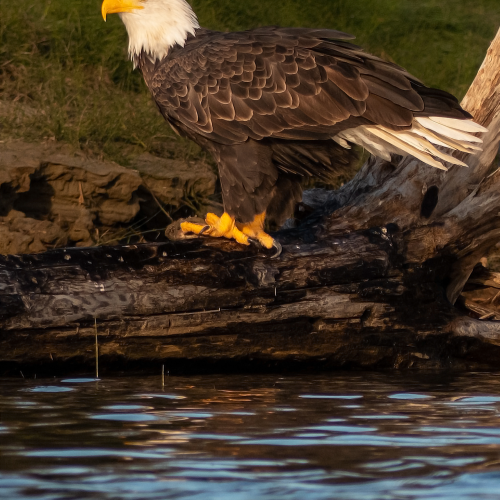 Bald Eagle 6
