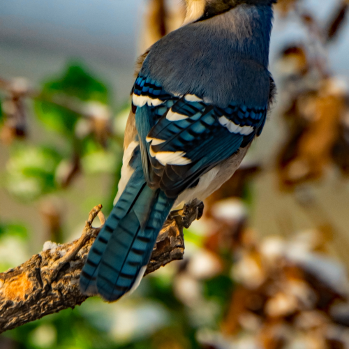 Blue Jay 5