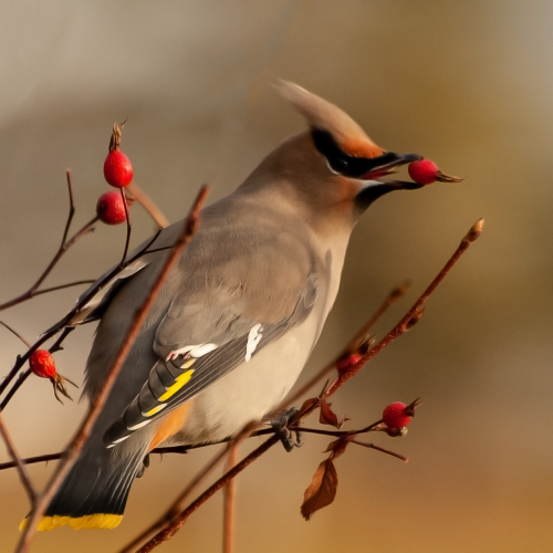Bohemian Waxwing 2