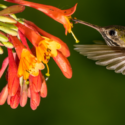 Calliope Male Hummingbird 4