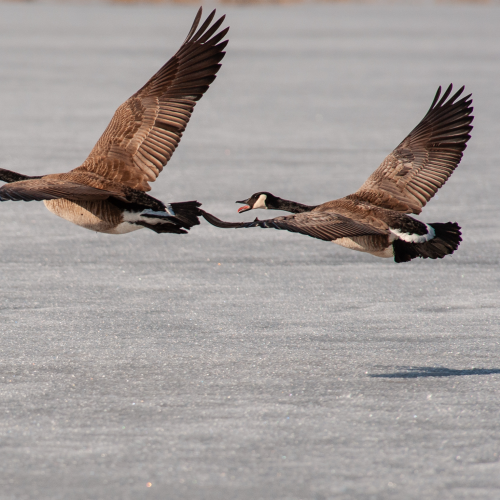 Canada Geese Spring 2
