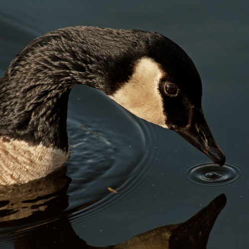 Canada Goose 3