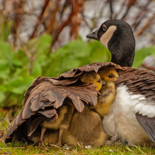 Canada Goose Family 6