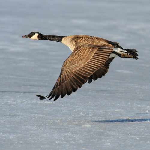 Canada Goose Flight 7