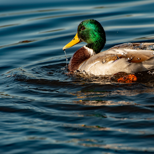 Drake Mallard Bathing 1