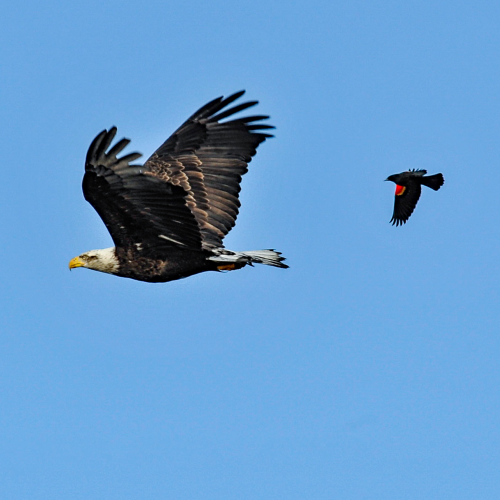 Eagle And Blackbird 1