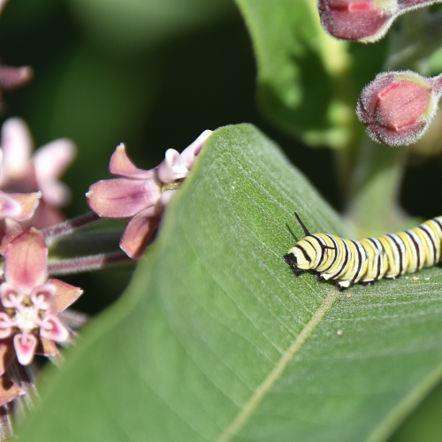 Monarch caterpillar