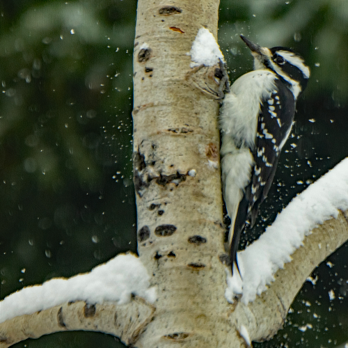 Female Downy Woodpecker 1