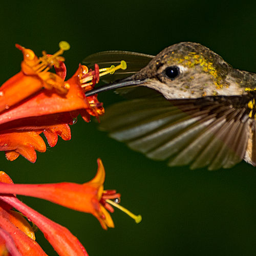 Female Rufous Hummingbird 5