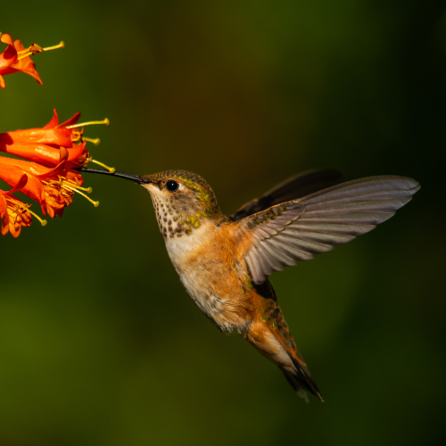 Female Rufous Hummingbird 2