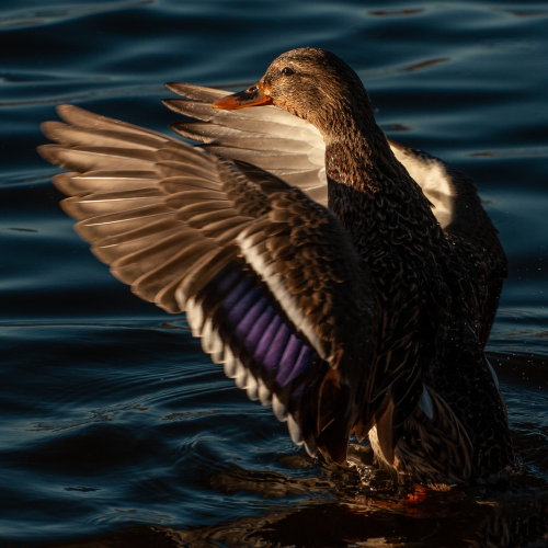 Hen Mallard 8