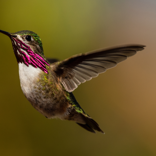 Male Calliope Hummingbird Displaying 5