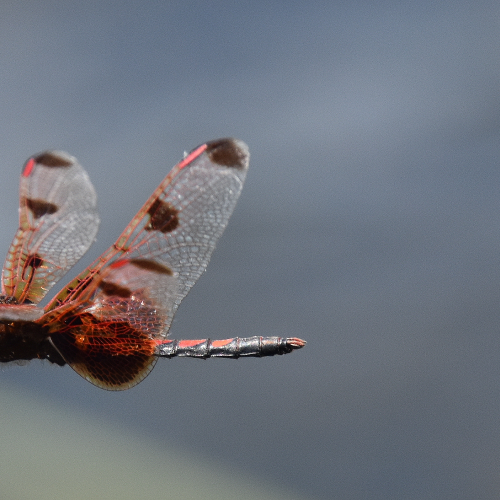 Calico Pennant