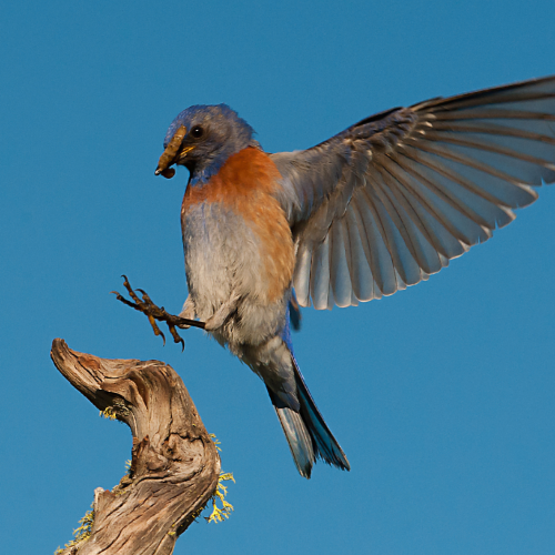 Male Western Bluebird Landing 1