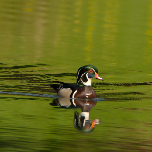Male Wood Duck 2