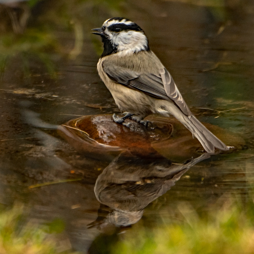 Mountain Chickadee 1