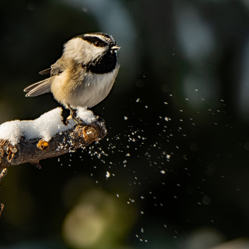 Mountain Chikadee 3