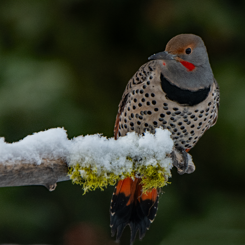 Red-shafted Flicker 18