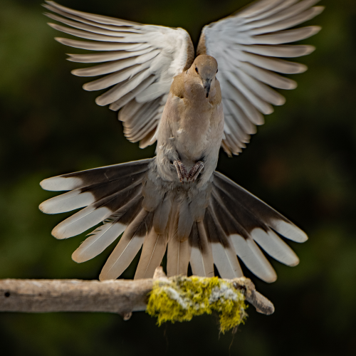 Ringed Turtle Dove 18