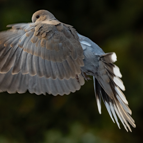 Ringed Turtle Dove 29