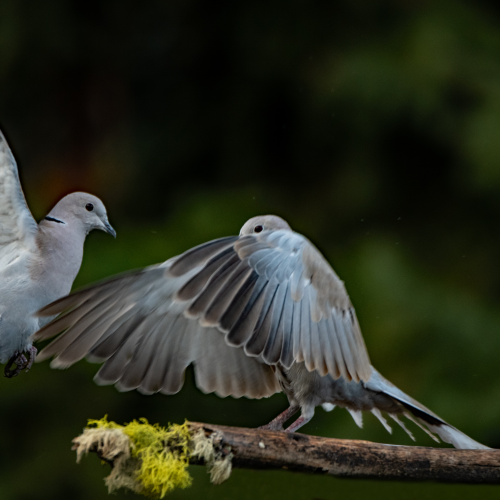 Ringed Turtle Doves 10