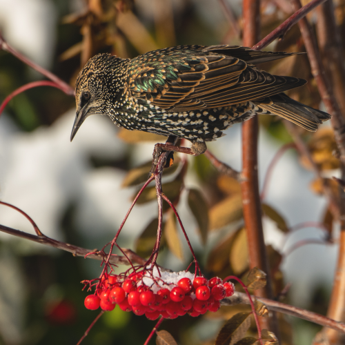 Starling Eating Mountain Ash Berries 1
